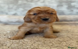 Cocker Spaniel dogs for sale: BEAUTIFUL KC REGISTERED SHOW TYPE HEALTH TESTED - Image 16