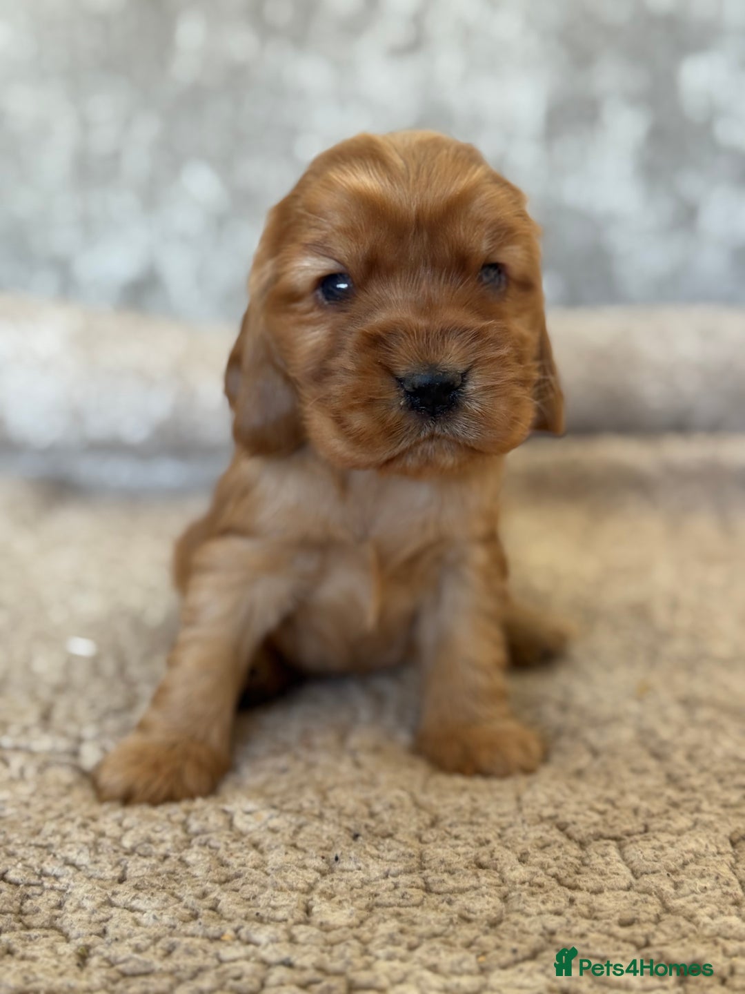 Cocker Spaniel dogs for sale: BEAUTIFUL KC REGISTERED SHOW TYPE HEALTH TESTED - Image 16