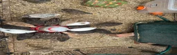 Quail poultry for sale: Mixed quail. 6 weeks old. Male and female.  - Advert 1