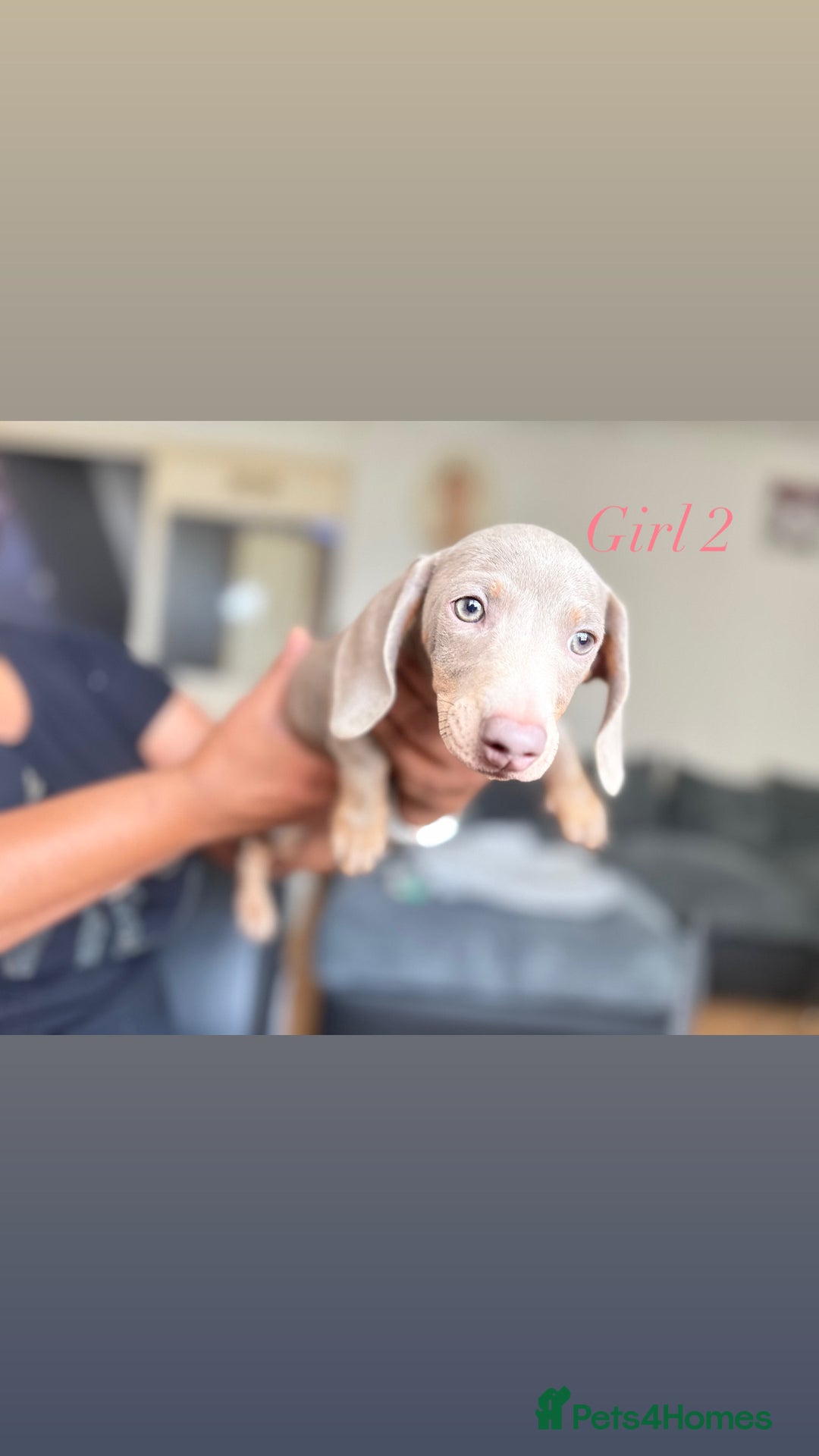 Miniature Dachshund dogs for sale: 3 gorgeous miniature dachshunds  - Image 4