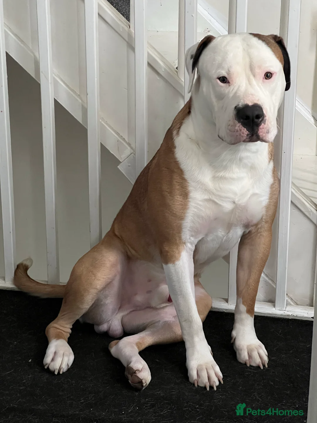 American Bulldog dogs for stud: NKC American Bulldog for Stud in Birmingham - Advert 4