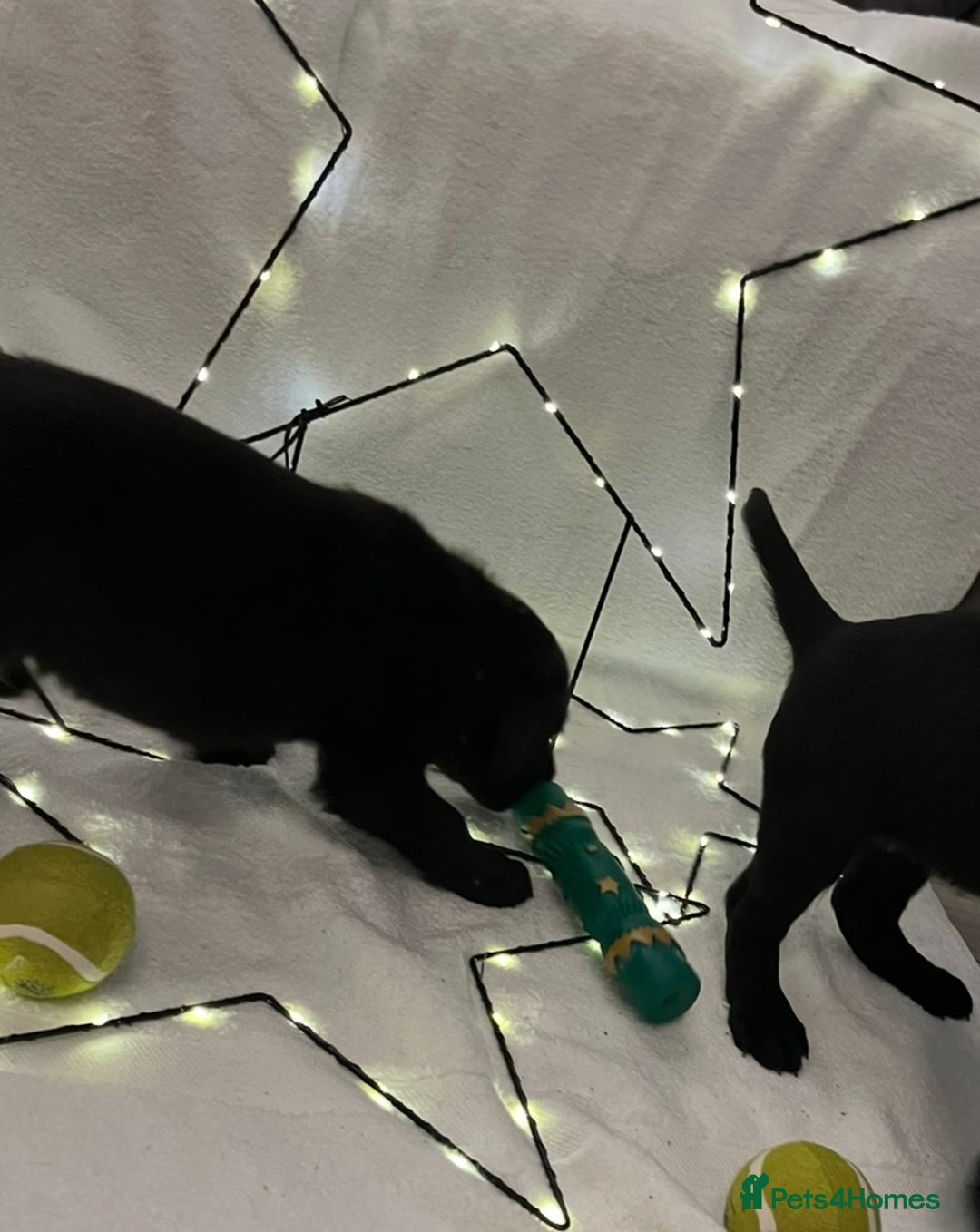 Labrador Retriever dogs for sale: Beautiful labs available  - Advert 8