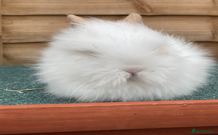 Lionhead rabbits - Advert 4