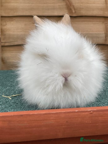 Lionhead rabbits - Advert 4