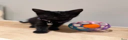 Domestic Shorthair cats for sale: Kittens - Advert 2