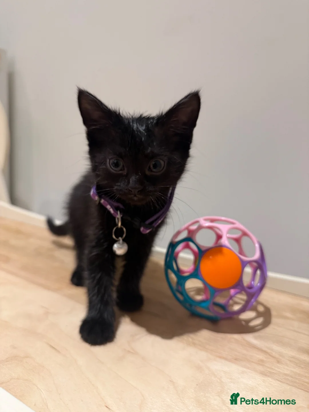 Domestic Shorthair cats for sale: Kittens - Advert 2