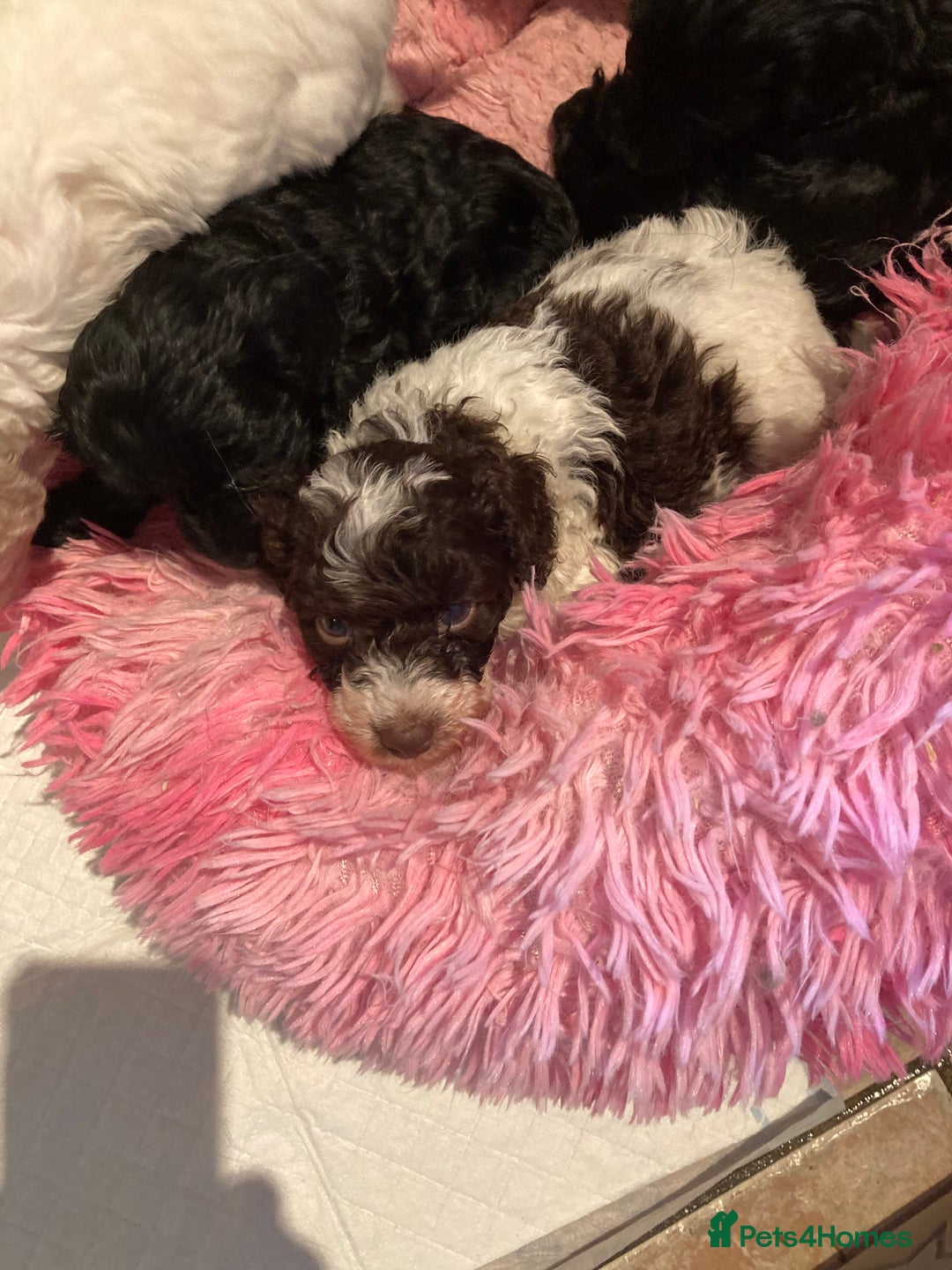 Cavapoo dogs for sale: Miniature poodle x cavapoo  - Image 7