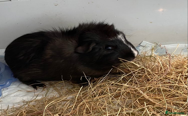 Guinea Pig rodents - Advert 1