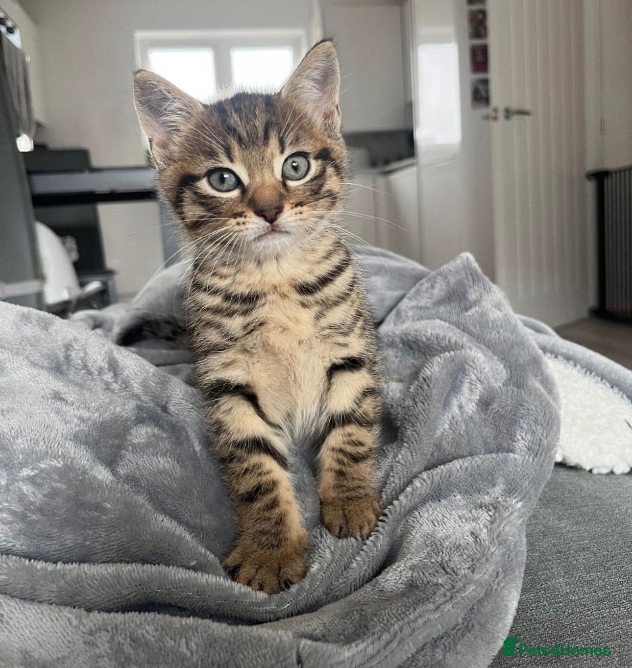 Mixed Breed cats Male kitten  - Advert 4