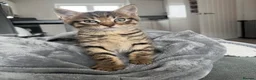 Mixed Breed cats for sale: Male kitten  in Gravesend - Advert 1