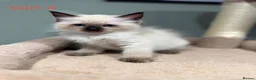 Ragdoll cats for sale: Beautiful purebred ragdoll kittens in Doncaster - Advert 12