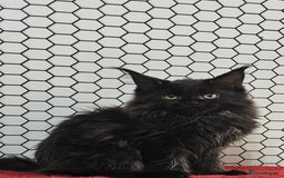 Maine Coon cats for sale: Pure breed Maine Coons Kittens  - Image 7