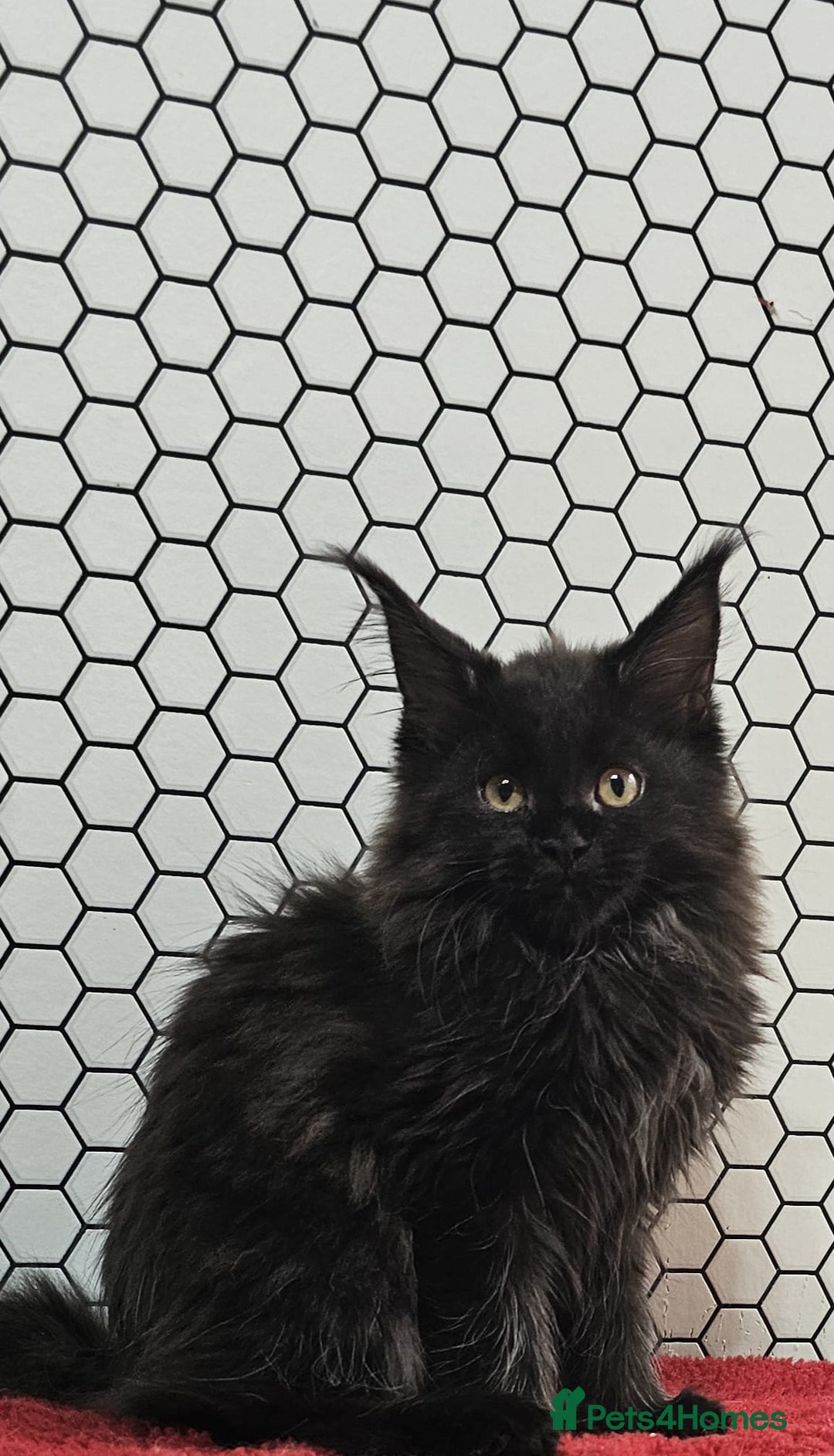 Maine Coon cats for sale: Pure breed Maine Coons Kittens  - Image 7