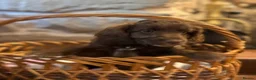 Cockapoo dogs for sale: Beautiful F1 Cockapoo Puppies  - Advert 3