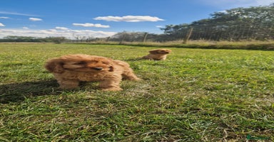 Cavapoo dogs - Advert 1