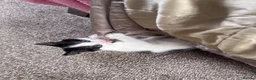 Mixed Breed cats for sale: Mixed litter  - Advert 4