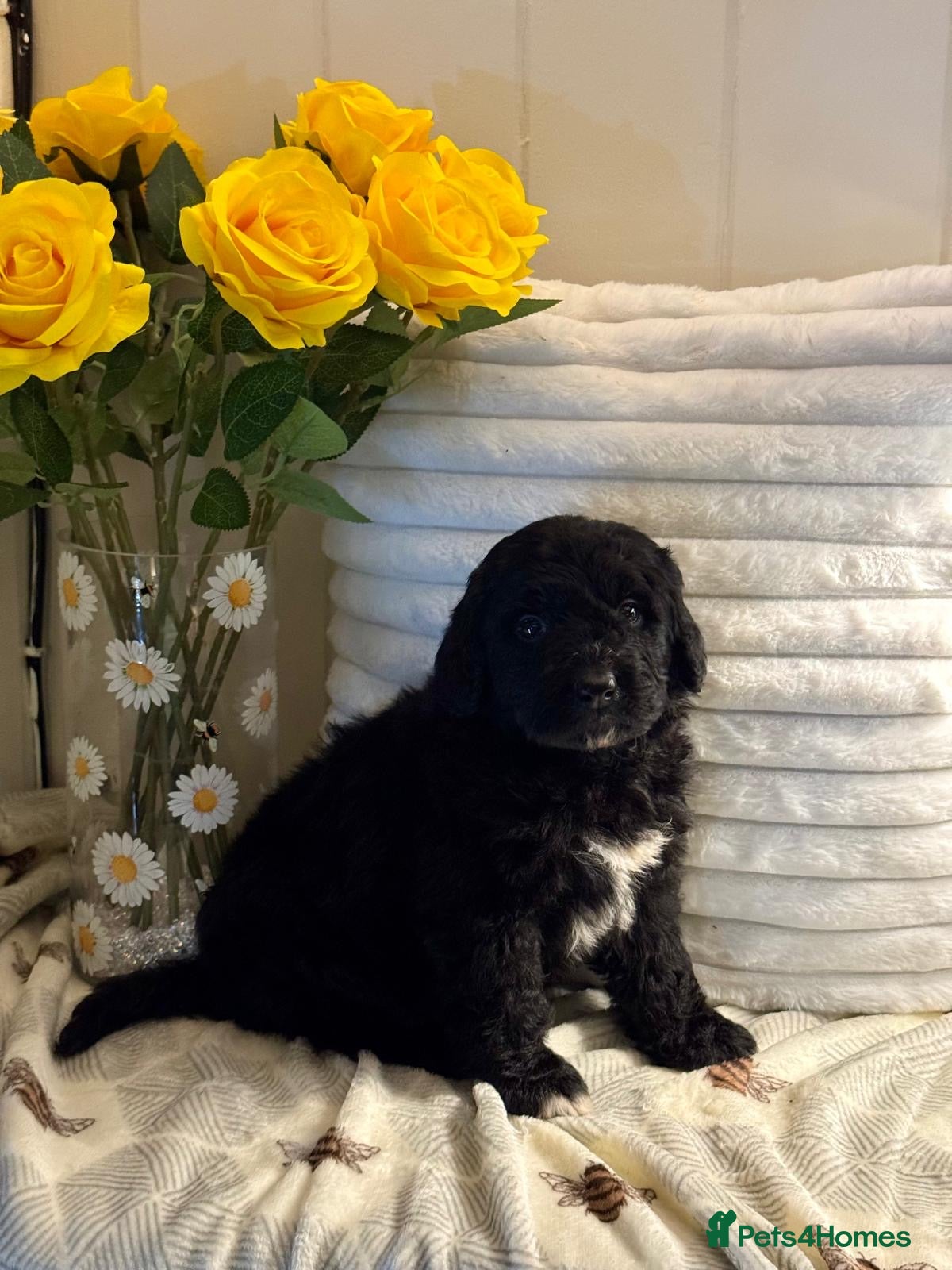 Bernedoodle dogs 1 left mini medium bernedoodle puppies for sale - Advert 5