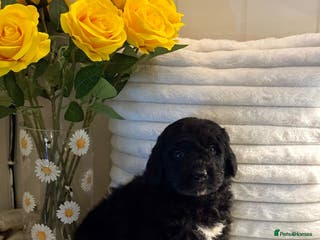 Bernedoodle dogs 1 left mini medium bernedoodle puppies for sale - Advert 5