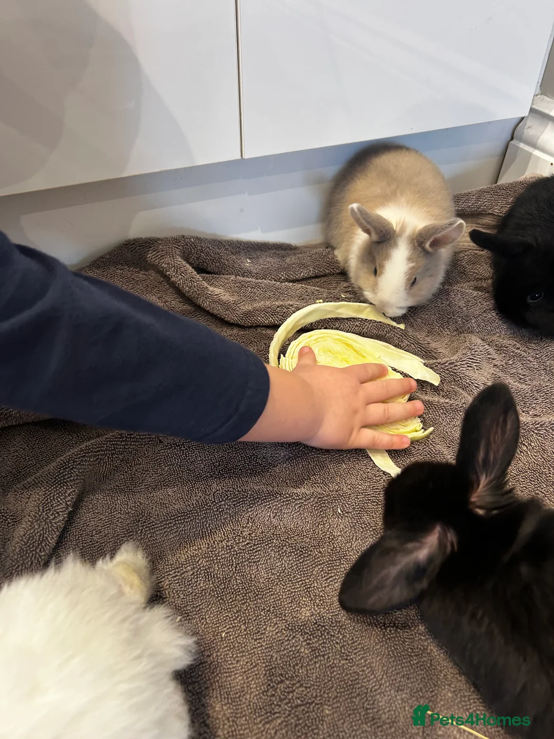 Mixed Breed rabbits for sale: Ready in a week mini lop x lop - Advert 8