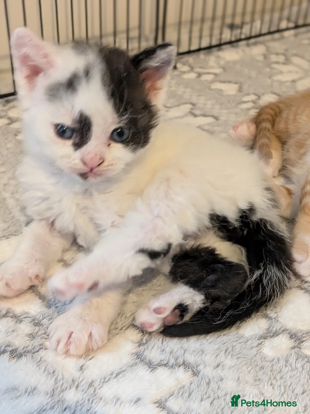 Selkirk Rex cats for sale: Beautiful Kittens – From Pedigree Selkirk Rex Mum - Advert 17