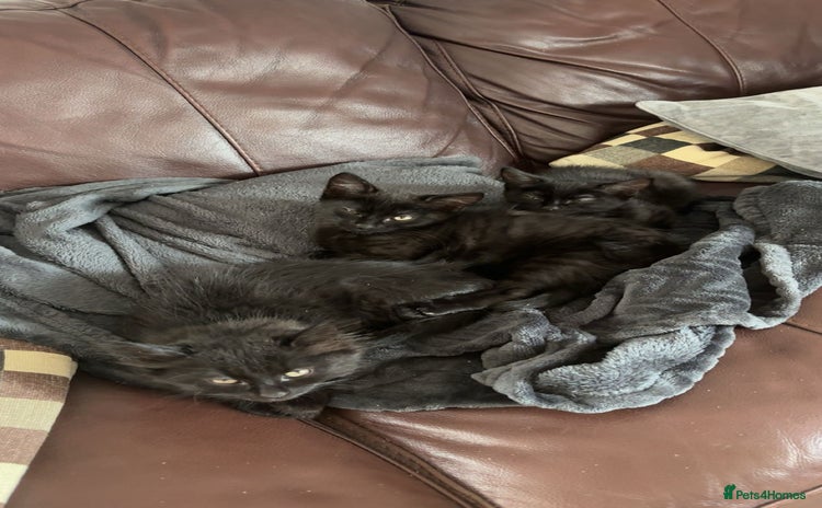 British Longhair cats - Advert 1