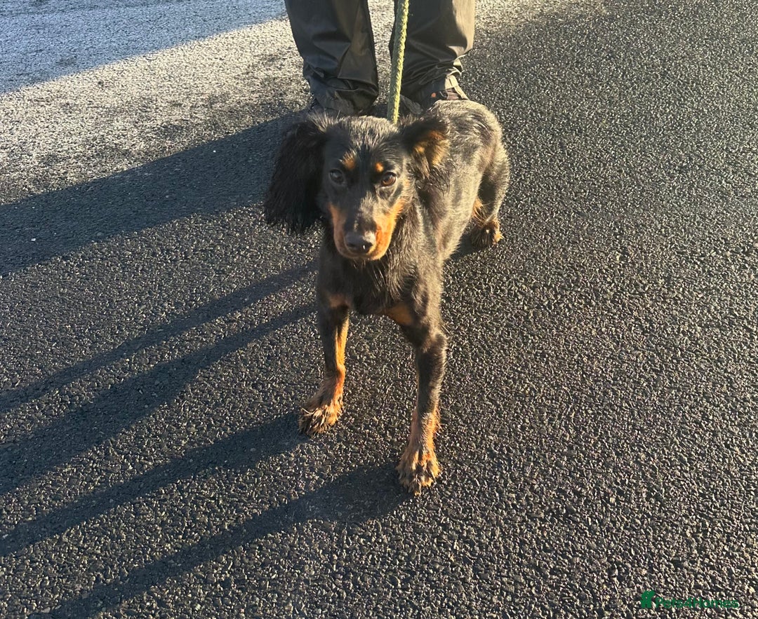 Cocker Spaniel dogs for sale: Kc reg 1 year old cocker spaniel  - Advert 1