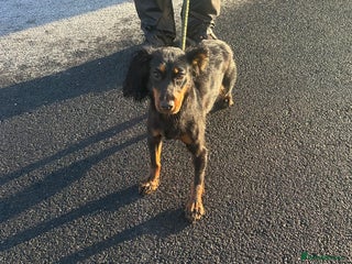 Cocker Spaniel dogs Kc reg 1 year old cocker spaniel - Advert 17