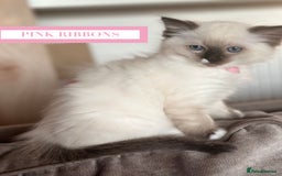 Ragdoll cats for sale: GORGREOUS 1/2 PEDIGREE RAGDOLL KITTENS 💗 - Image 7