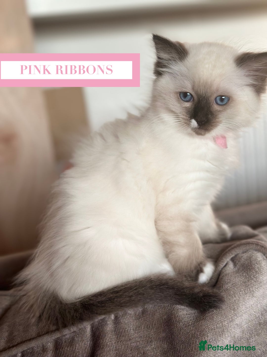 Ragdoll cats for sale: GORGREOUS 1/2 PEDIGREE RAGDOLL KITTENS 💗 - Image 7