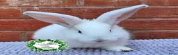 Continental Giant rabbits for sale: Purebred Continental Giant Doe - Advert 3