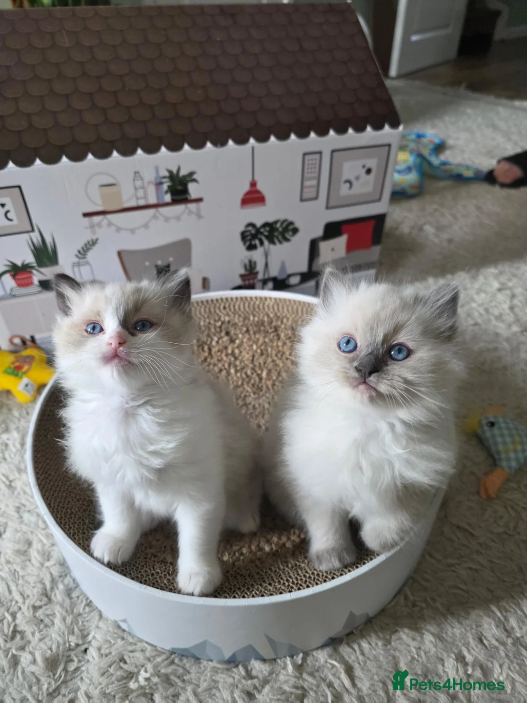 Ragdoll cats for sale: Purebred Ragdoll Kittens in Leigh - Advert 2