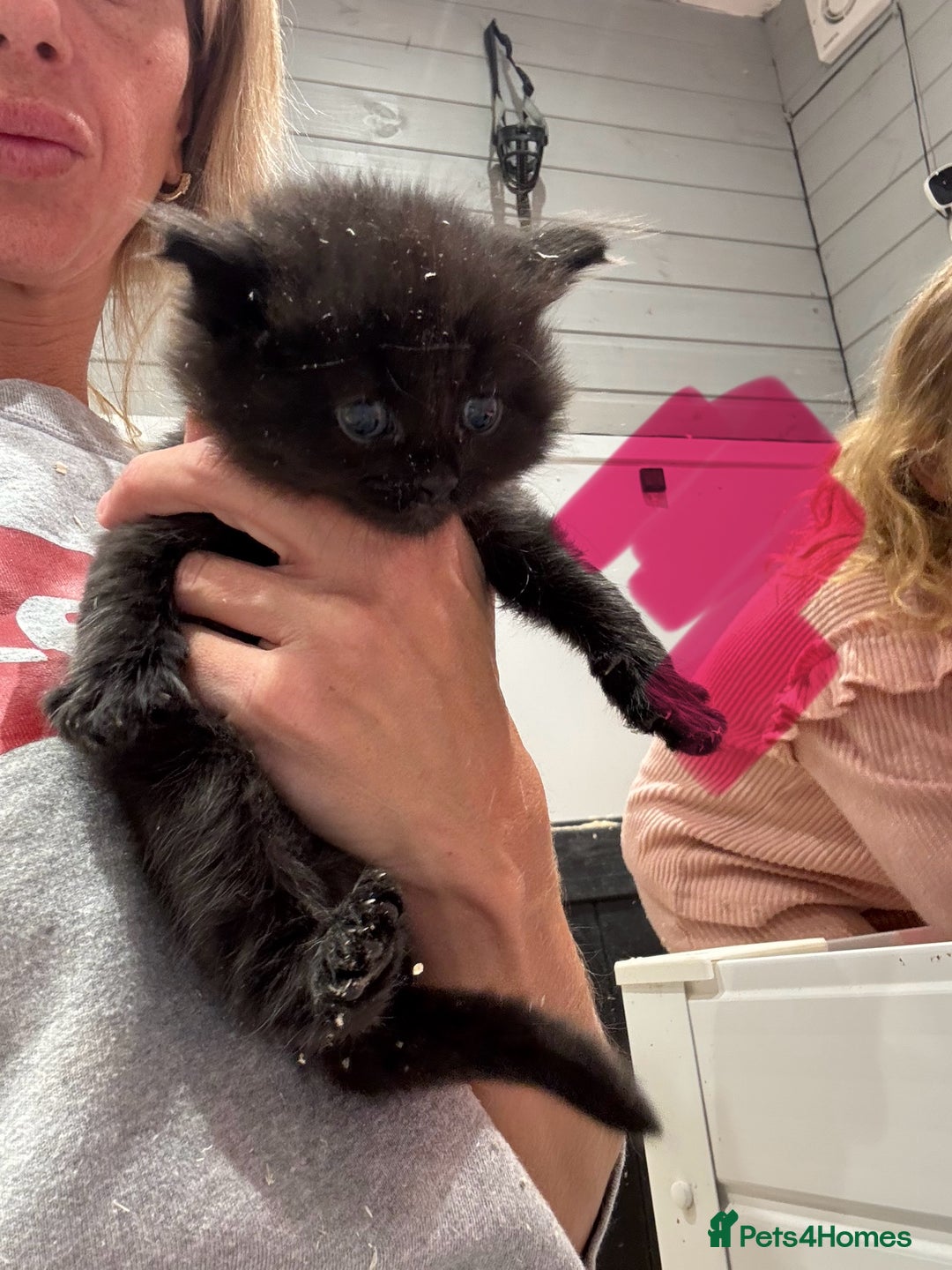Mixed Breed cats for sale: 5 lovely kittens for sale  - Image 18