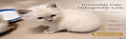 Ragdoll cats for sale: GCCF Ragdoll kittens available 28th June.  - Advert 11