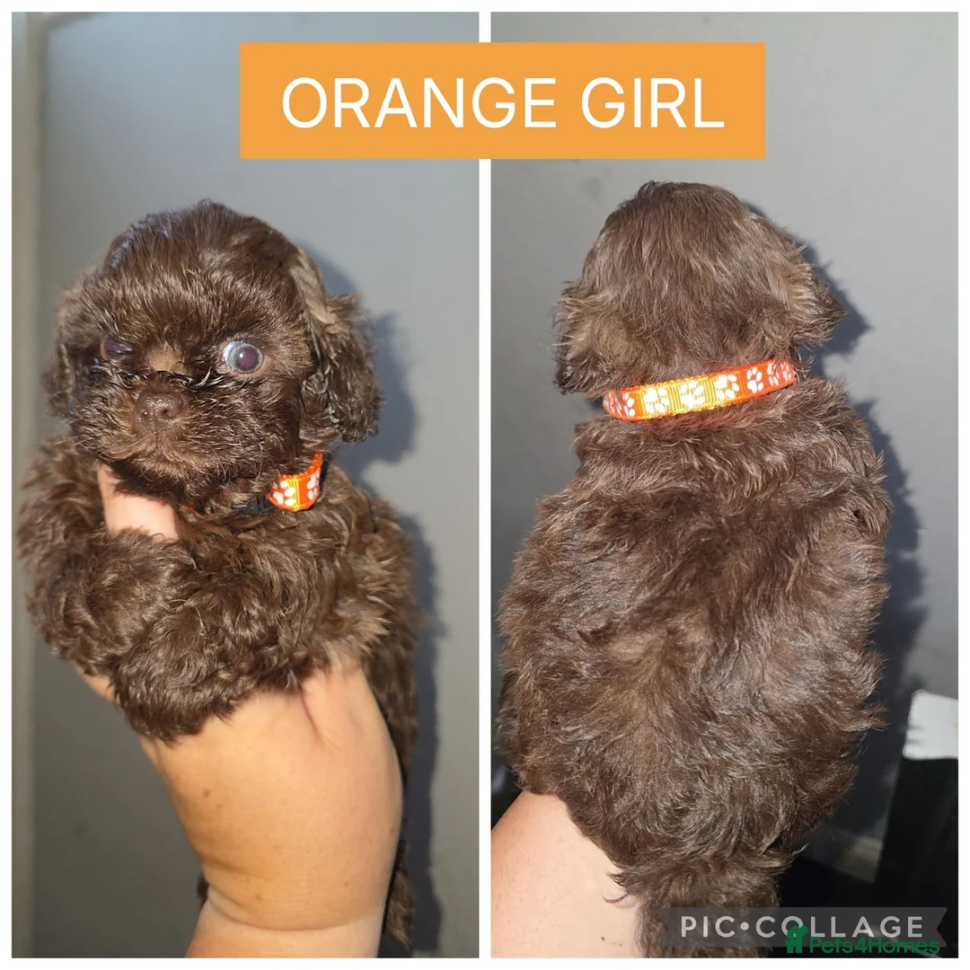 Shorkie dogs for sale: Shorkie - Advert 2