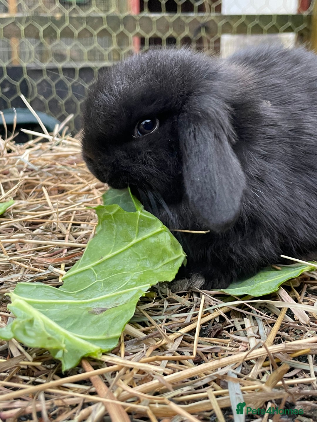 Mini Lop rabbits for sale: Beautiful mini lop babies  - Advert 8