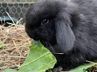 Mini Lop rabbits Beautiful mini lop babies *Ready to leave* - Advert 6