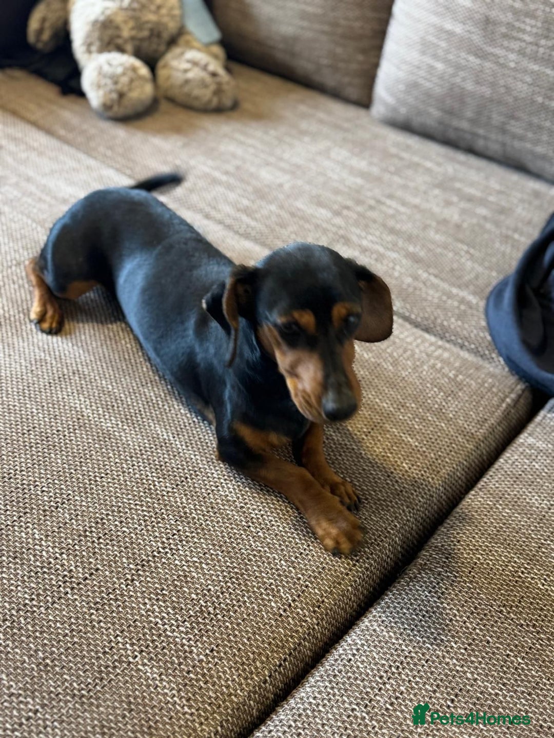 Mixed Breed dogs for adoption: Beautiful Mira needs a home - Advert 8