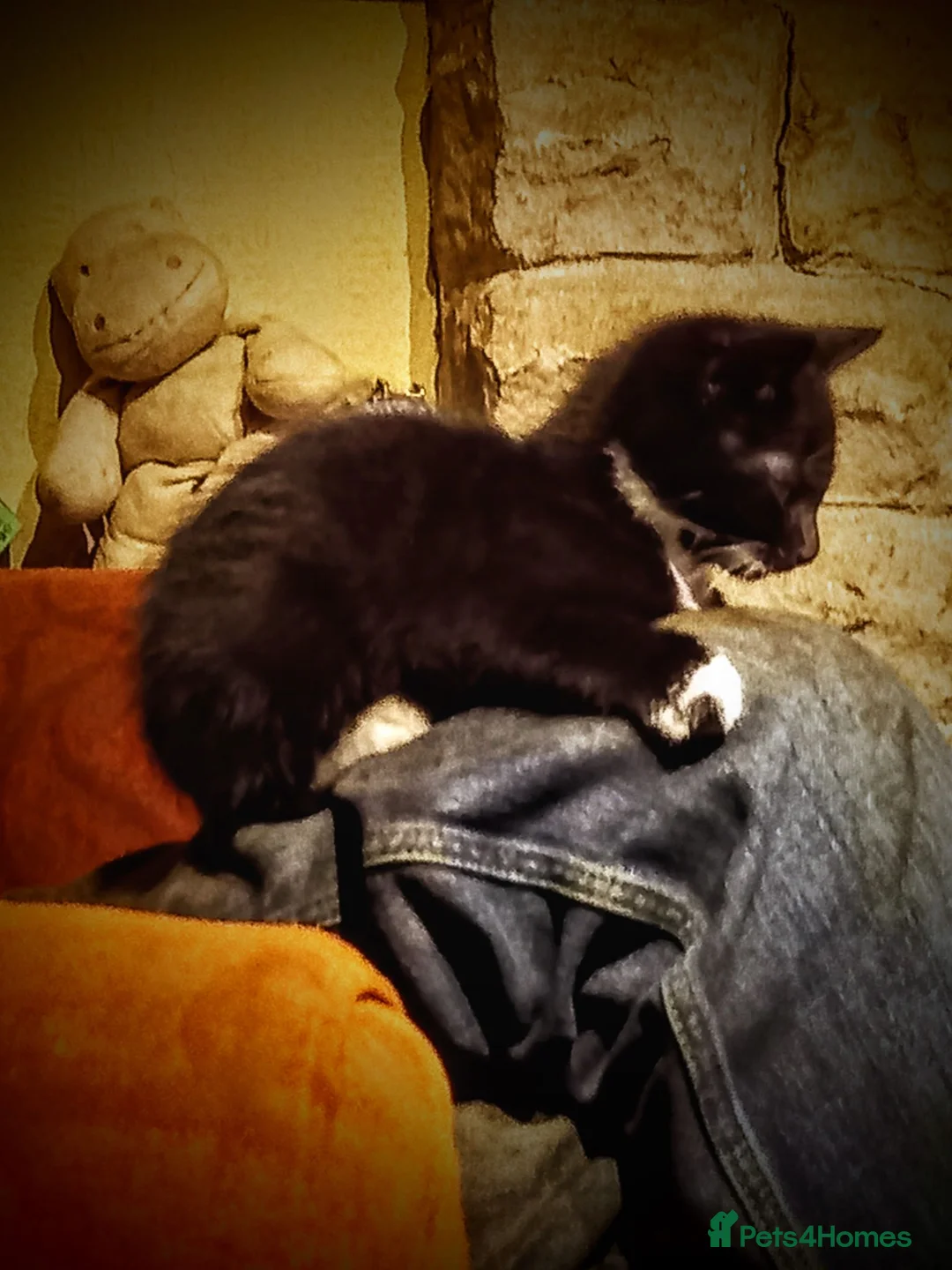 Mixed Breed cats for sale: 4 MALE kittens for sale - Advert 7