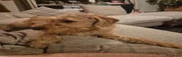 Labradoodle dogs for sale: Max my red labradoodle - Advert 2