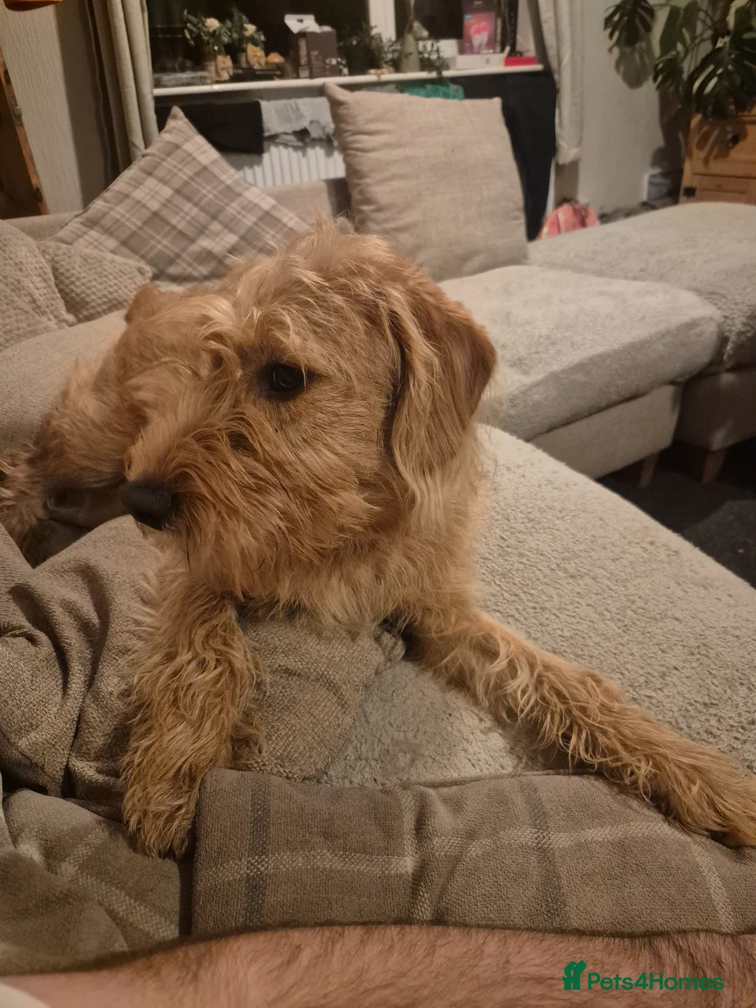 Labradoodle dogs for sale: Max my red labradoodle - Advert 2