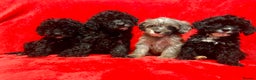 Cockapoo dogs for sale: 🐶 3 Left- Ready to Leave 🐶 - Advert 12