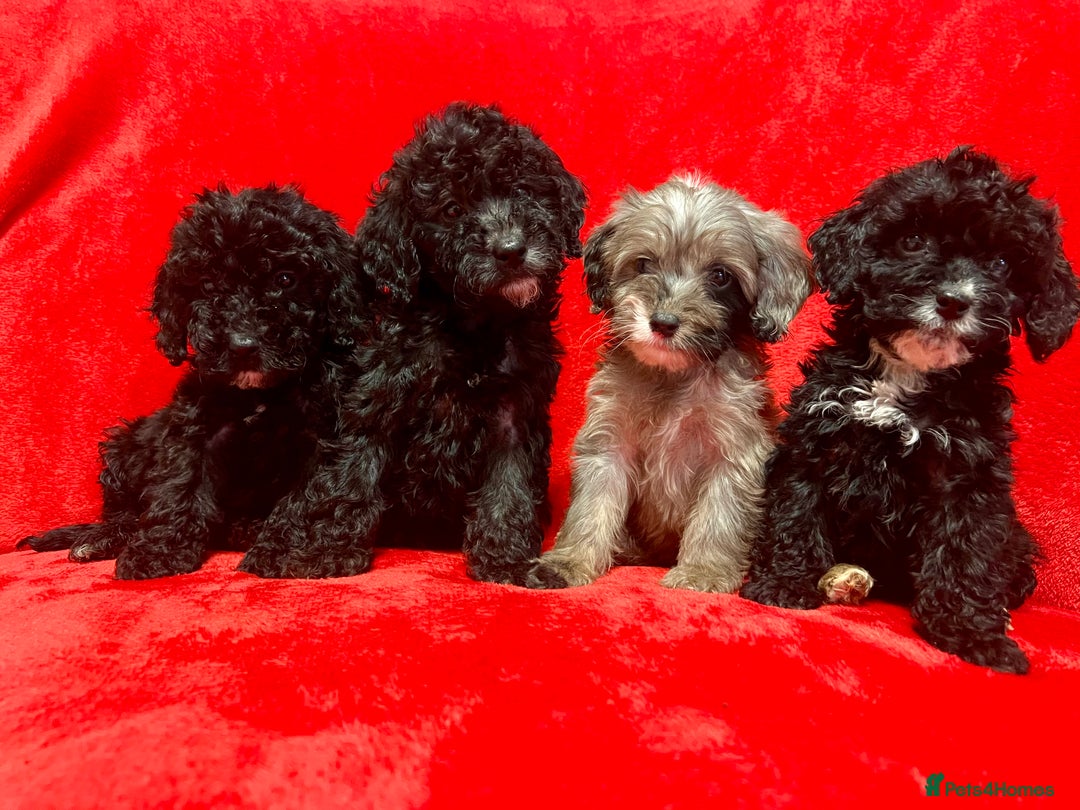Cockapoo dogs for sale: 🐶 3 Left- Ready to Leave 🐶 - Advert 12