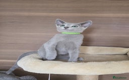 Russian Blue cats for sale: Russian Blue kittens Tica registered  - Image 6