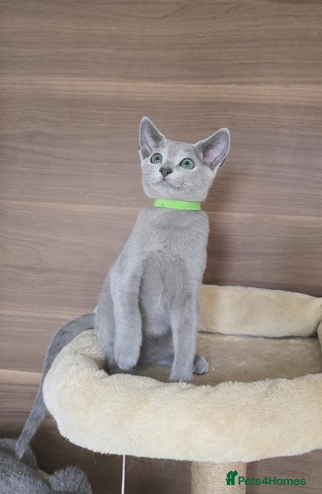 Russian Blue cats for sale: Russian Blue kittens Tica registered  - Image 6