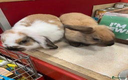 Dwarf Lop rabbits for sale: Two females  - Image 5
