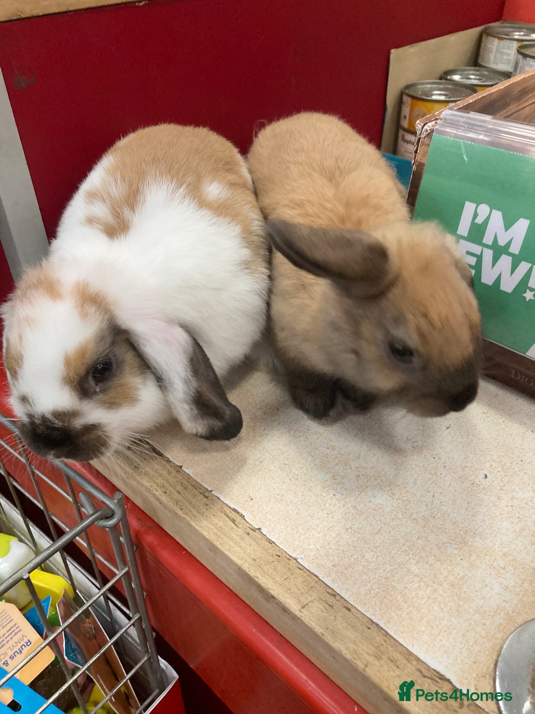 Dwarf Lop rabbits for sale: Two females  - Image 5