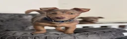 Jack Russell dogs for sale: Miniature Jack Russell puppy’s for sale  - Advert 25