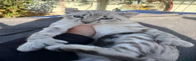 Polydactyl snow leopard 
