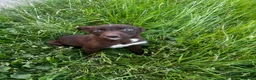 Mixed Breed dogs for sale: Kepie X collie pups for sale!!! - Advert 5