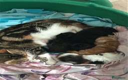 Mixed Breed cats for sale: Kittens ready for new homes  - Image 2
